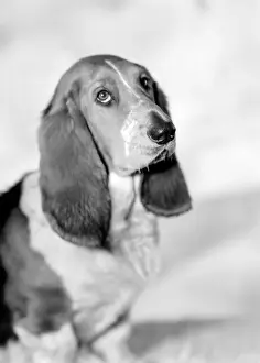 Bracket: Pet Dog called Bracket
