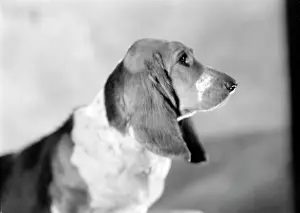 Bracket: Pet Dog called Bracket