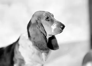 Bracket: Pet Dog called Bracket