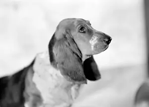 Bracket: Pet Dog called Bracket