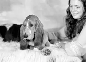 Bracket: Pet Dog called Bracket