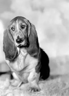 Bracket: Pet Dog called Bracket