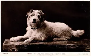 Favourite: Pet dog of Edward VII, Caesar