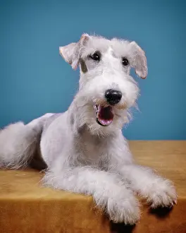 Pht001: Pet Dog Wire-Haired Terrier Lying on Stomach Posing