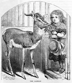 Apprehensively: PET GAZELLE - 2