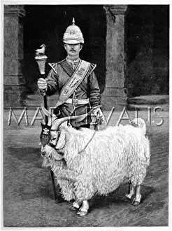 Regt: PET GOAT OF WELSH REGT