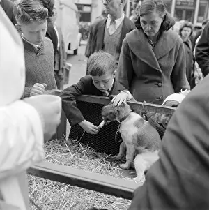 Lolly: Pet market