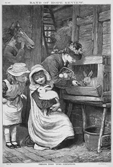 Hutch: PET RABBITS 1879