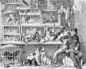 Cages: PET SHOP, LONDON