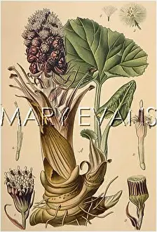 Petasites: PETASITES OFFICINALIS