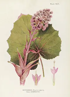 Butterbur: PETASTITES VULGARIS