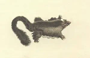 Marsupialia: Petaurus australis, yellow-bellied glider