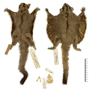 Marsupialia: Petaurus breviceps ariel, sugar glider