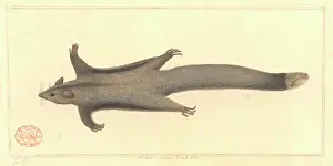 Marsupialia: Petaurus breviceps, sugar glider
