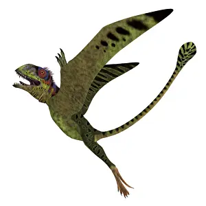Pterosaur: Peteinosaurus flying reptile, side view isolated