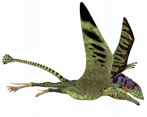 Peteinosaurus: Peteinosaurus pterosaur from the Triassic Period