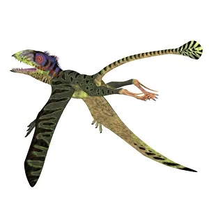Menacing: Peteinosaurus reptile flying