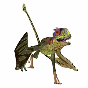 Menacing: Peteinosaurus reptile running