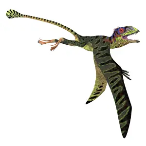 Menacing: Peteinosaurus reptile with wings down