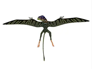Peteinosaurus: Peteinosaurus reptile with wings spread