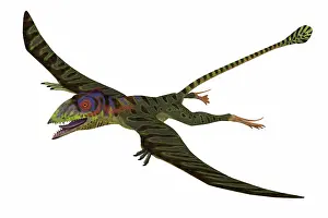 Peteinosaurus: Peteinosaurus, side view on white background