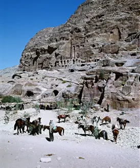 Pferde: Petra
