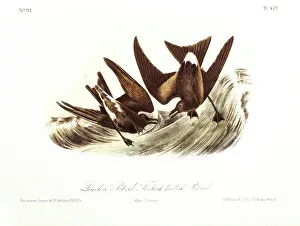 Leach: Petrel - Bird - Animal - Nature