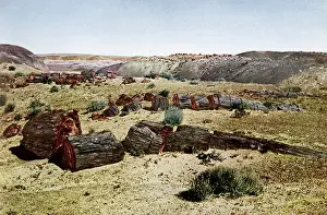 Petrified: PETRIFIED FOREST 1923