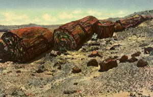 Vast: Petrified Forest