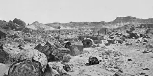 Petrified: Petrified forest near Adamana