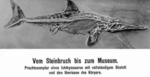 Dino: Petrified ichthyosaurus, 1906