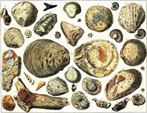 Petrified: Petrified Marine Shells