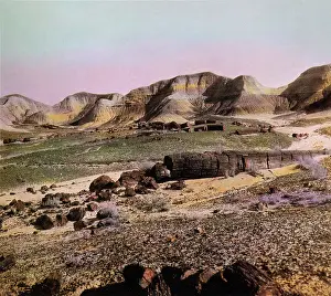 Distinct: Petrified Trees
