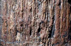 Petrified: Petrified wood
