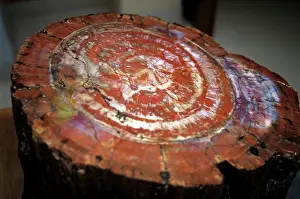 Agate: Petrified wood