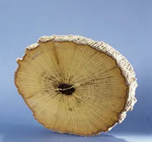 Petrified: Petrified wood
