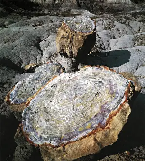 Petrified: Petrified wood