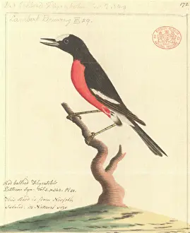 Multicolor: Petroica multicolor, Pacific robin