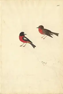 Multicolor: Petroica multicolor, Pacific robin