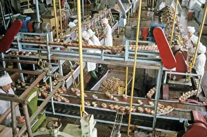 Canned: Petropavlovsk Fish Processing Factory, 1978