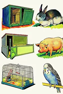 Hutch: Pets and Their Homes: Rabbit, Pig and Budgerigar