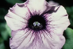 Pollen: Petunia hybrida, petunia