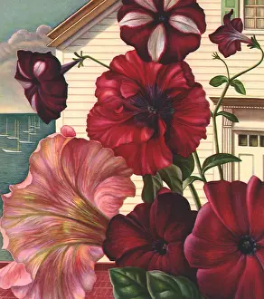 Edna: Petunias