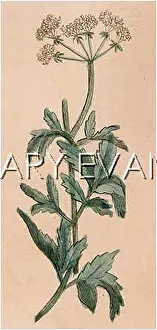 Masterwort: PEUCEDANUM OSTRUTHIUM