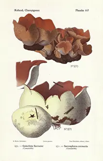 Bessin: Peziza mushroom and pink crown