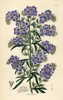 Phacelia menziesii or Phacelia linearis