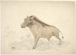Phacochoerinae: Phacochoerus africanus, common warthog