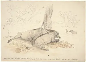 Phacochoerinae: Phacochoerus africanus, common warthog