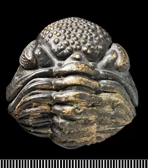 Phanerozoic: Phacops, a fossil trilobite