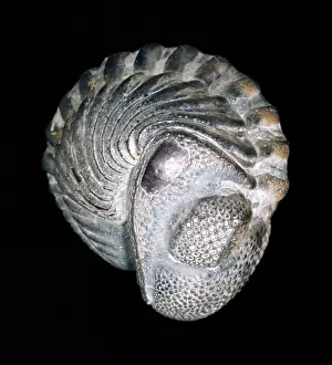 Convex: Phacops rana, trilobite